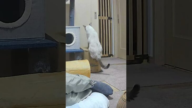 【ハプニング】保護猫を襲った悲劇… #cat