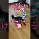 抜けなくなった猫 #cat #funnycat #癒し