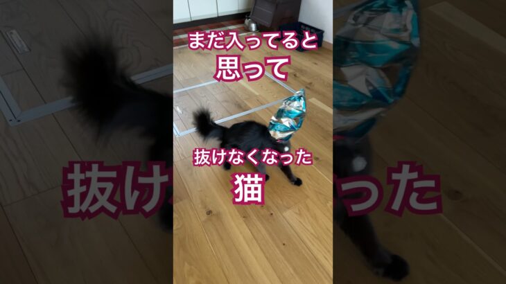 抜けなくなった猫 #cat #funnycat #癒し