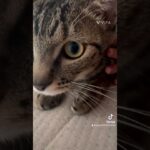 #かわいい  #癒し #コレサワ #cat #ふふ #musiccat #猫のいる暮らし #tiktok #とらふさチャンネル