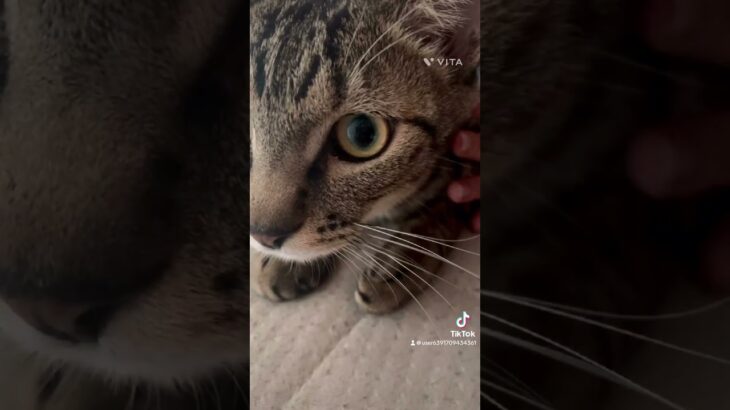 #かわいい  #癒し #コレサワ #cat #ふふ #musiccat #猫のいる暮らし #tiktok #とらふさチャンネル