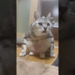 どうやってすわってるの？#猫#cat#ねこ #猫動画 #おもしろ #shorts