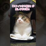 【猫の癒し】座り方が美しすぎる猫がこちらです…✨#スフィンクス猫 #ねこねむ日記 #shorts #癒し