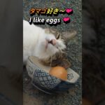 タマゴが似合う、おもしろ猫ちゃん（笑）#shorts #いなか猫 #愛猫#おもしろい猫