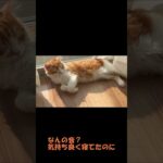 日向ぼっこする猫#shorts#マンチカン#日向ぼっこ#癒し