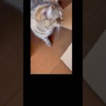 大きな箱を目一杯楽しむ猫#shorts #ねこおもしろ #cat #癒し #可愛い #ねこ好き