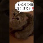 猫とにらめっこ#shorts #cat #ねこおもしろ #猫のいる暮らし #可愛い #ねこ動画