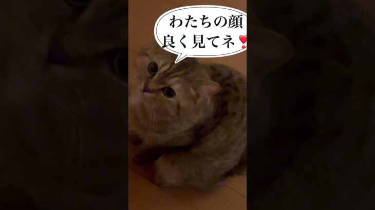 猫とにらめっこ#shorts #cat #ねこおもしろ #猫のいる暮らし #可愛い #ねこ動画