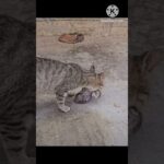 【ねこ動画】子猫と親猫 #shorts #ねこ #cat