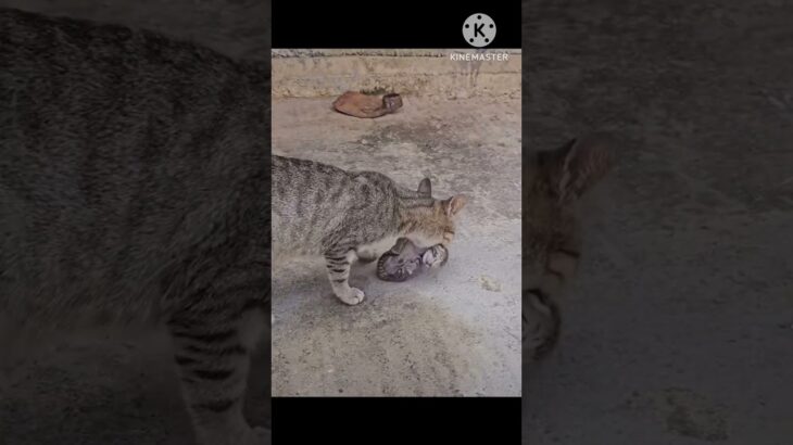 【ねこ動画】子猫と親猫 #shorts #ねこ #cat