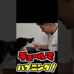 【ハプニング】チュールあげてたら・・・【猫】#shorts  #猫  #vlog