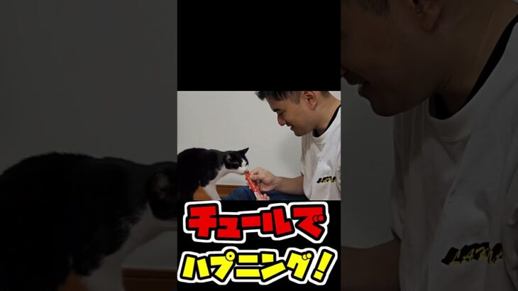 【ハプニング】チュールあげてたら・・・【猫】#shorts  #猫  #vlog