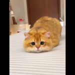 #tiktok #猫 #可愛い #おもしろ #中国