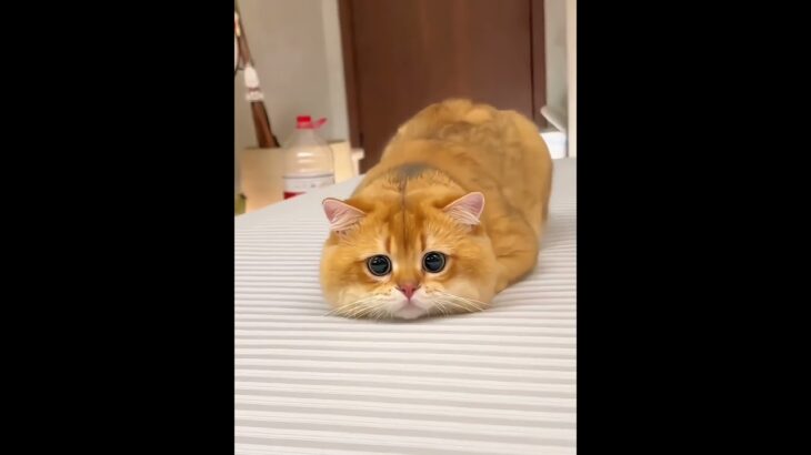 #tiktok #猫 #可愛い #おもしろ #中国