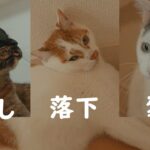 くつろぐ猫達を撮ってたはずが素でハプニング集になってしまった