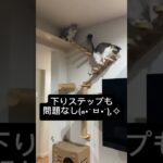 #猫 #猫のいる暮らし #猫のいる生活 #ねこ #可愛い #おもしろ動画 #おすすめ #子猫 #かわいい #ペット #保護猫