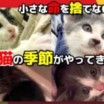 【神戸保護猫】《子猫４匹を保護しました》小さな命を捨てないで!!!