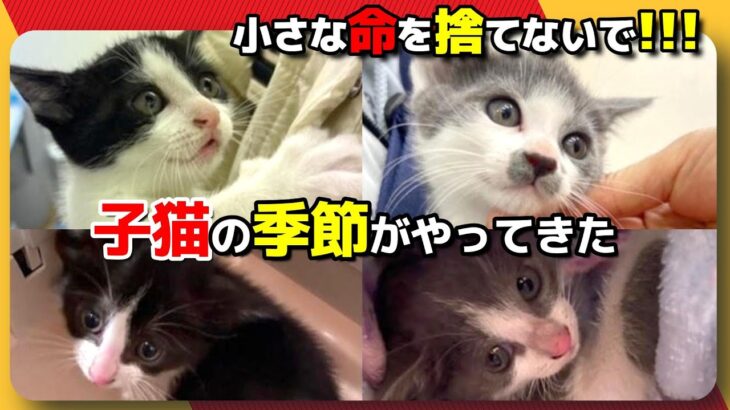 【神戸保護猫】《子猫４匹を保護しました》小さな命を捨てないで!!!