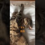 無防備すぎる「マメ」#猫 #猫のいる暮らし #癒し #マメ