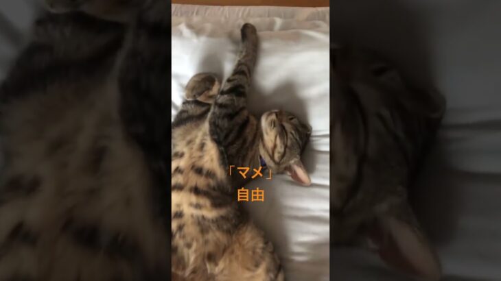 無防備すぎる「マメ」#猫 #猫のいる暮らし #癒し #マメ