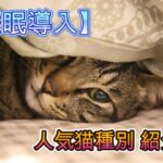 【睡眠導入・癒しボイス】人気の猫種について～