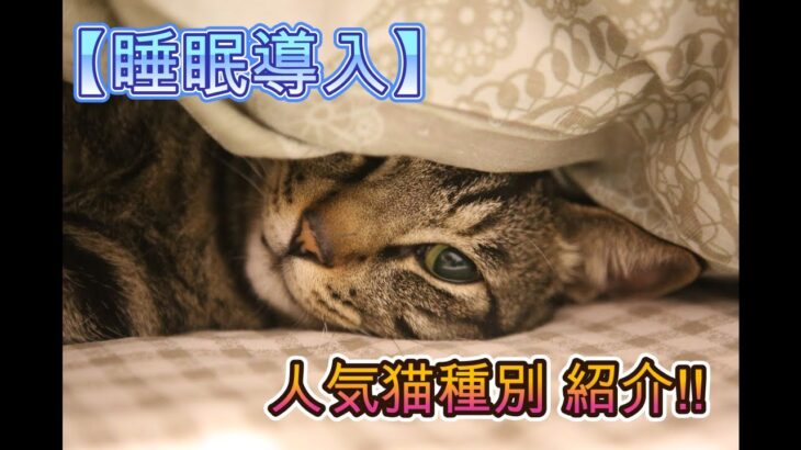 【睡眠導入・癒しボイス】人気の猫種について～