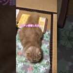 猫クララのおもしろ動画　ワクチン接種したので今日は安静　#猫クララ#猫の気持ち#猫のいる暮らし#スコテッシュフォールド