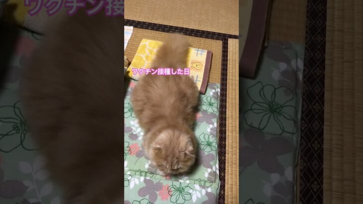 猫クララのおもしろ動画　ワクチン接種したので今日は安静　#猫クララ#猫の気持ち#猫のいる暮らし#スコテッシュフォールド