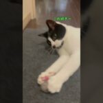 毛玉ボールが好きな我が家ねこ#猫#かわいい#癒し#おもしろ#癒やしのペット動画#保護猫