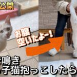 【白い迷い子猫】お腹がぺったんこに痩せた子猫が玄関で鳴き続けてたので抱っこしたら…