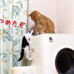 逃げる先住猫をとうとう追いつめた子猫