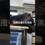 送風を楽しむ黒猫#かわいい猫 #猫動画 #猫のいる暮らし #保護猫