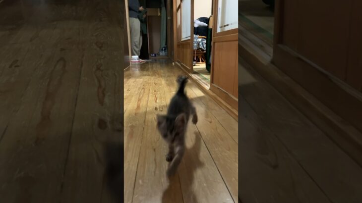 駆け寄ってくる子猫