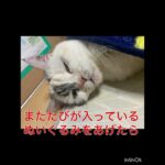 ミアにまたたび入りのぬいぐるみをあげてみたら・・・　　　#猫#おもしろ#かわいい#いやされる