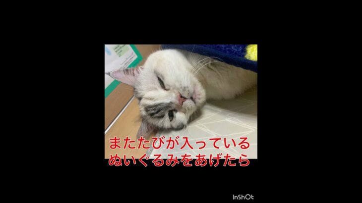 ミアにまたたび入りのぬいぐるみをあげてみたら・・・　　　#猫#おもしろ#かわいい#いやされる