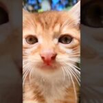 カメラに猫パンチする子猫がかわい過ぎる