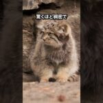 一番ハンサムな猫。 #ショーツ #動物 #癒し #いきもの