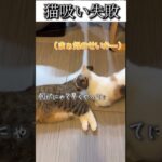 猫のおもしろ動画にツッコミどころ満載なアフレコしてみた＃131【猫吸い】【ハプニング映像】#shorts　#アフレコ #面白動画