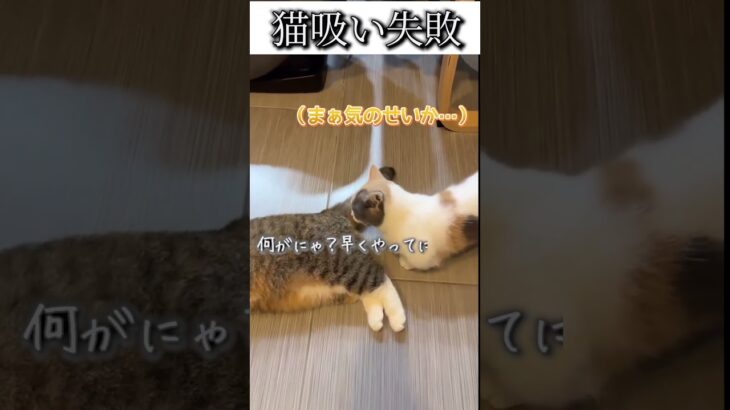 猫のおもしろ動画にツッコミどころ満載なアフレコしてみた＃131【猫吸い】【ハプニング映像】#shorts　#アフレコ #面白動画