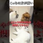 犬猫のおもしろ動画にツッコミどころ満載なアフレコしてみた＃136【喧嘩】【ハプニング映像】#shorts　#アフレコ #面白動画