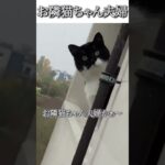 猫のおもしろ動画にツッコミどころ満載なアフレコしてみた＃138【引っ越し】【ハプニング映像】#shorts　#アフレコ #面白動画