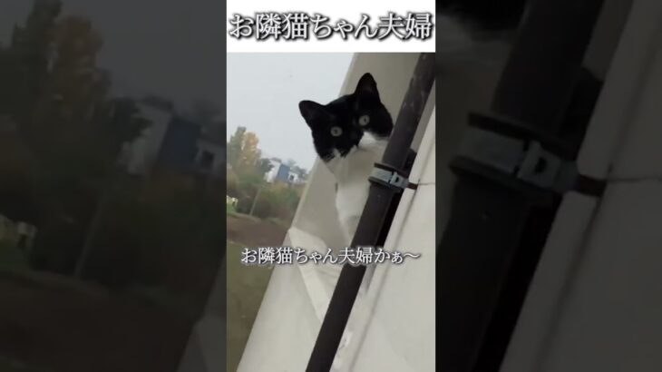 猫のおもしろ動画にツッコミどころ満載なアフレコしてみた＃138【引っ越し】【ハプニング映像】#shorts　#アフレコ #面白動画