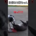 犬猫のおもしろ動画にツッコミどころ満載なアフレコしてみた＃141【勝負】【ハプニング映像】#shorts　#アフレコ #面白動画