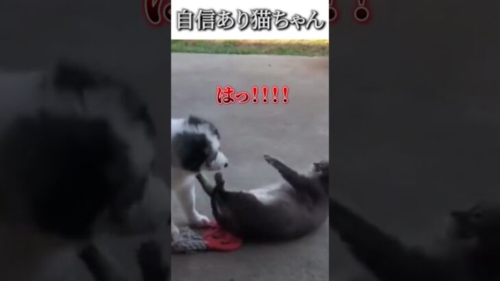 犬猫のおもしろ動画にツッコミどころ満載なアフレコしてみた＃141【勝負】【ハプニング映像】#shorts　#アフレコ #面白動画