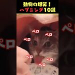 Xで5.8億回バズった動物ハプニング動画10選！10 Animal Happenings Videos That Got 580 Million Buzz on X!#犬#猫#動物#ペット