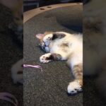 【癒し猫】#猫 #ねこ #cat #癒し猫動画 #癒し猫 #おすすめにのりたい