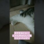 世界一かわいい猫 #かわいい #cat #猫のいるくらし #猫 #夏 #おやすみ