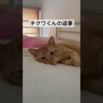 #cat #猫 #癒し