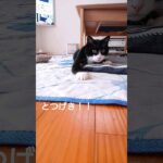 # 保護猫#おもしろ動画 #cat