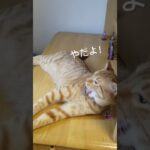 机の上のチャトラン！#cat #funnycats #shortvideo #猫おもしろ動画集 #ねこのいる生活